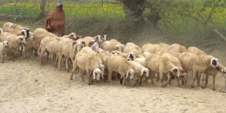 26th April, 2026  (Year A – Easter 4)  “The Good Shepherd”