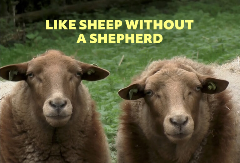 14th June, 2026  (Year A – Pentecost 3)  “Like Sheep without a Shepherd”