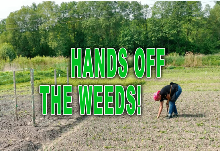 19th July, 2026  (Year A – Pentecost 8)  “Hands off the Weeds”